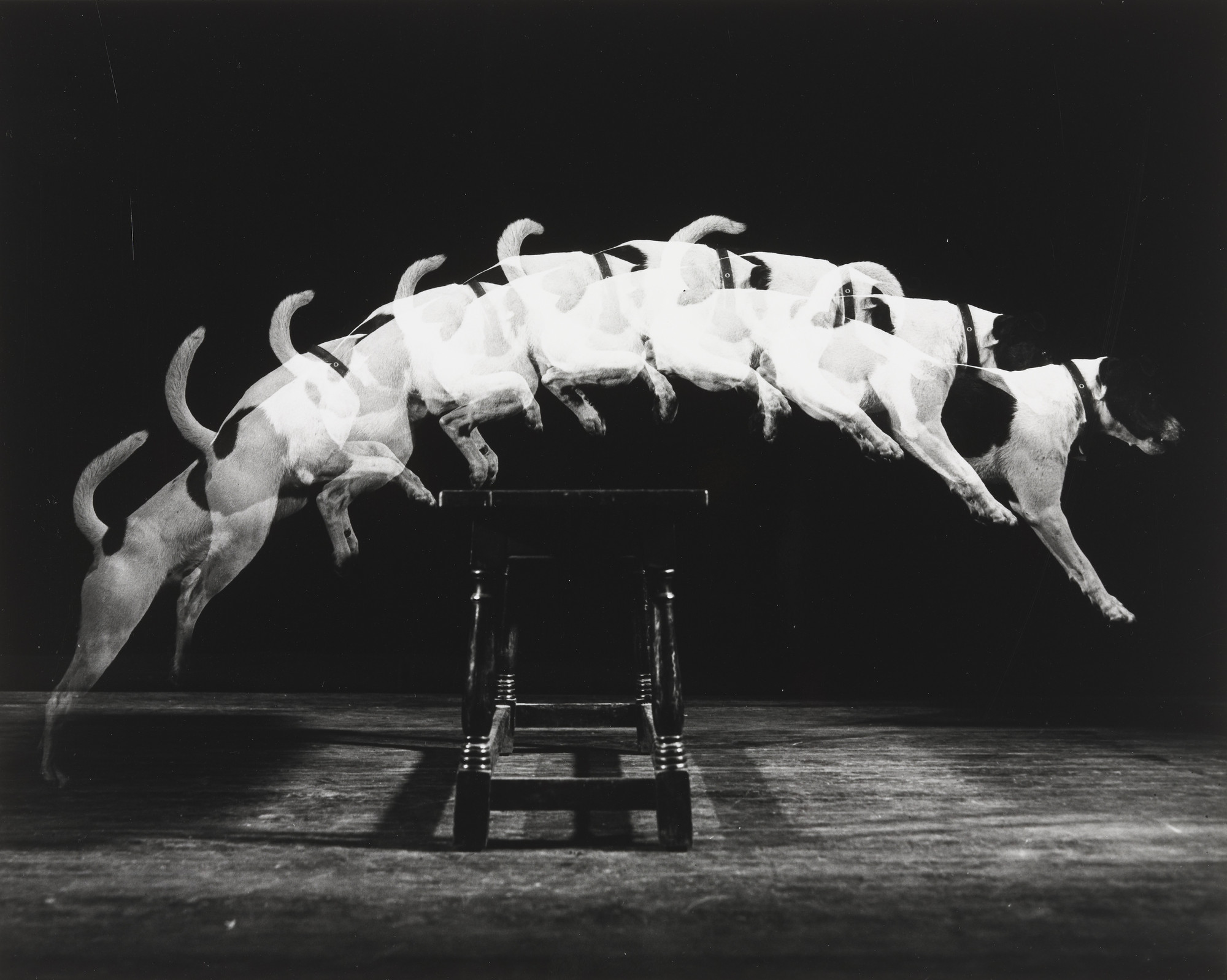 Secuencia de un perro saltando en foto estroboscópica tomada por Harold E. Edgerton, un hito en la comunicación del conocimiento científico y del cruce entre arte y ciencia.