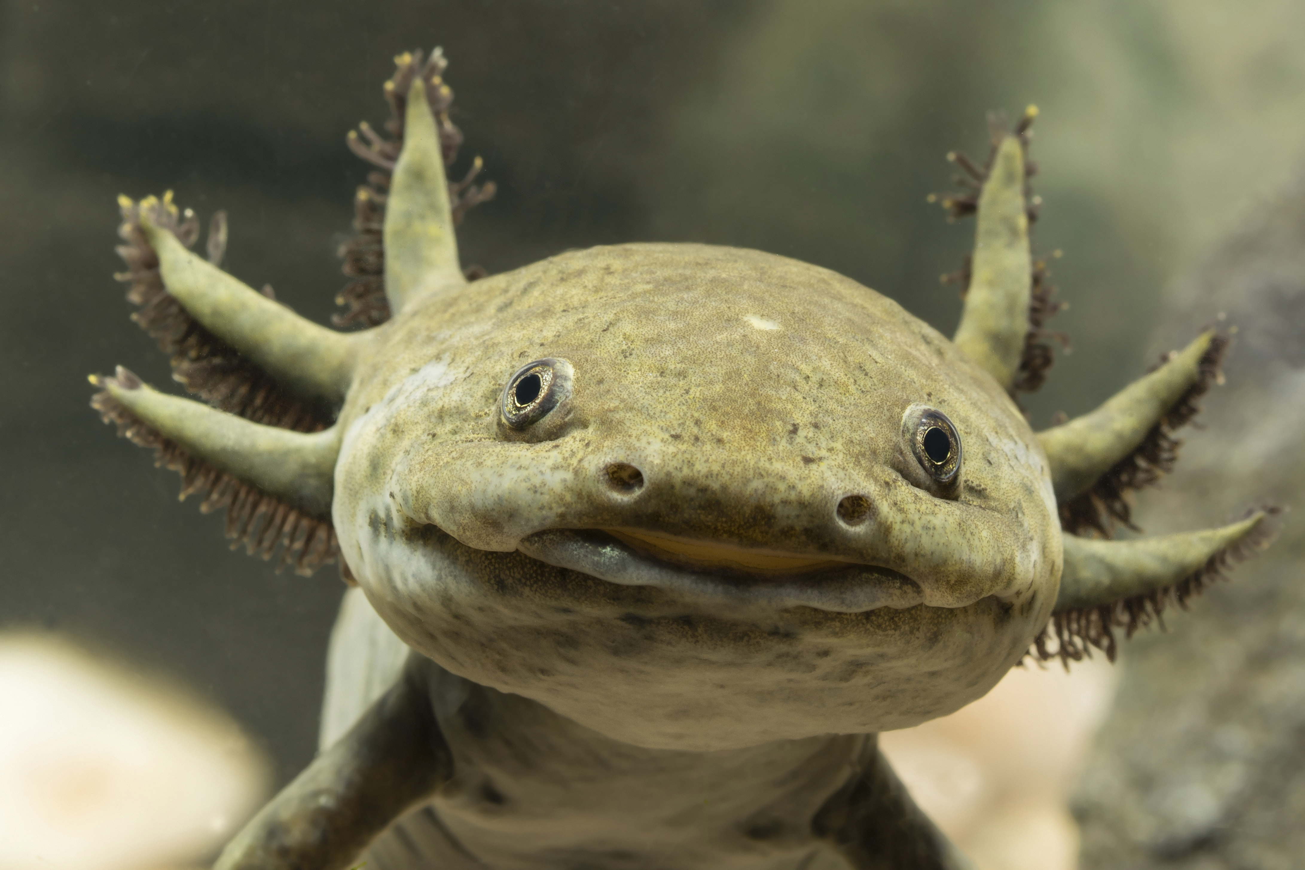 Un axolotl mirando de cerca