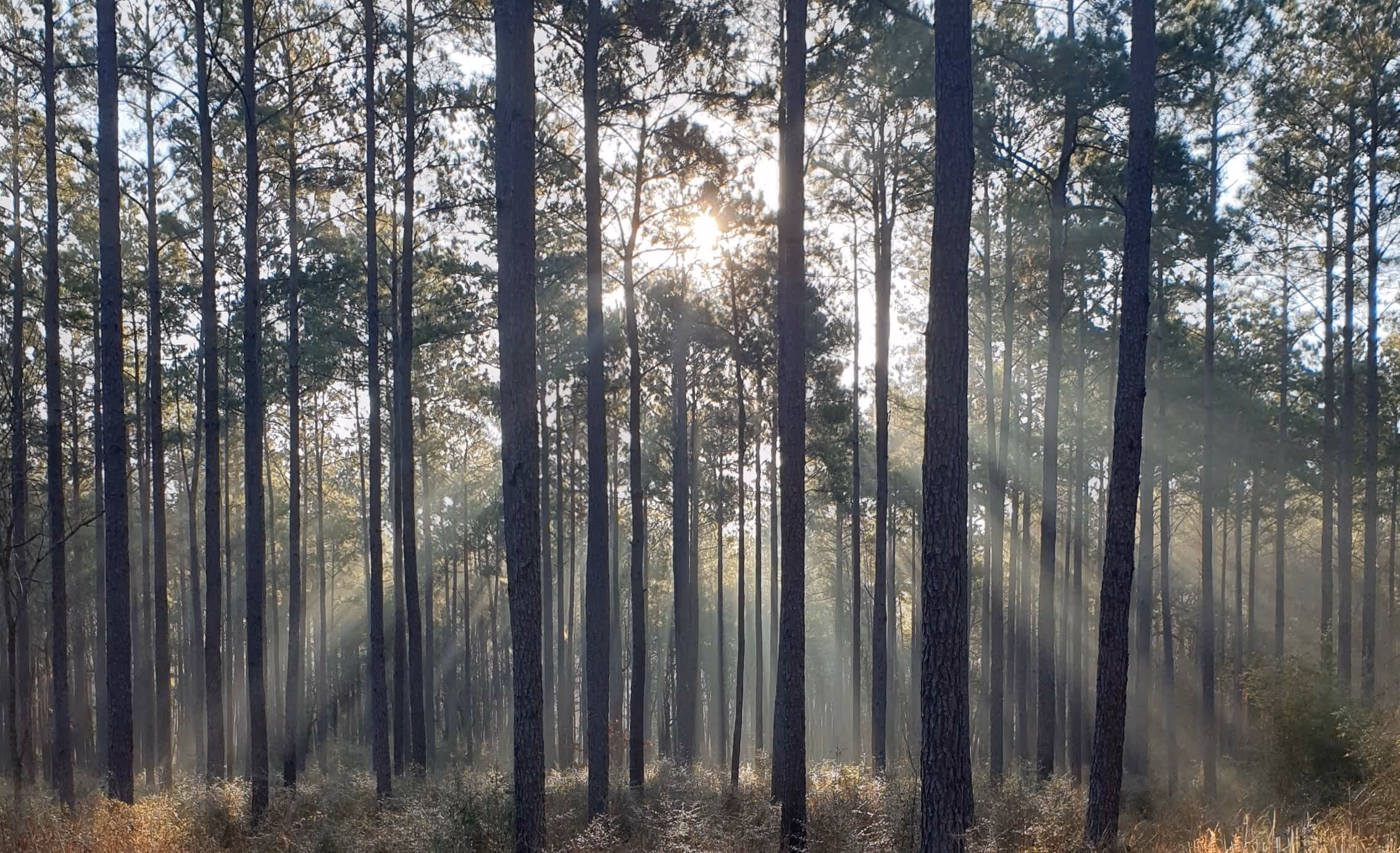 Ground view beneath a forest canopy
