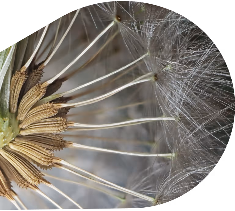 Close-up of dandelion seed showing details of the fine, feathery structures.