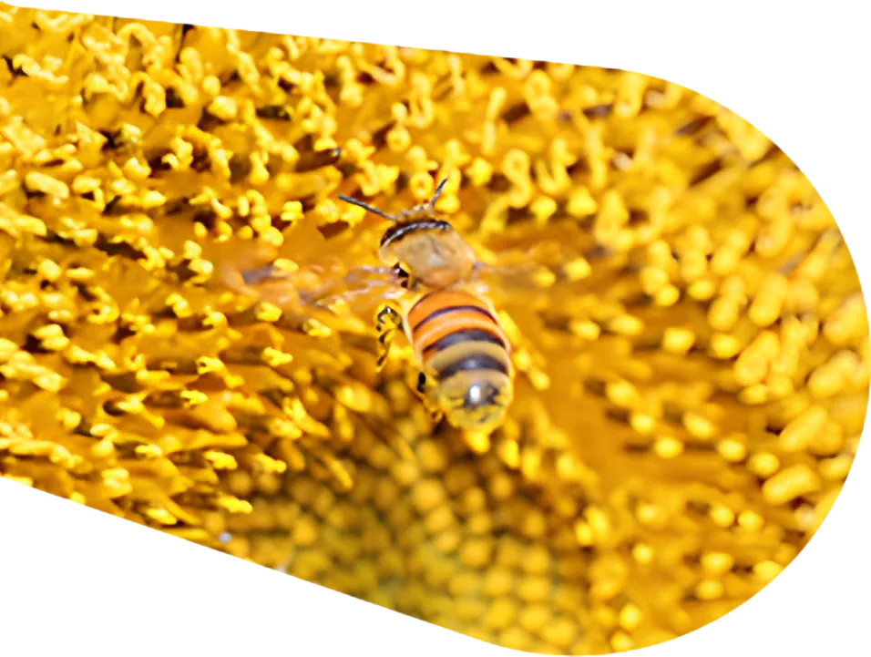 Bee collecting pollen from a yellow sunflower flower.
