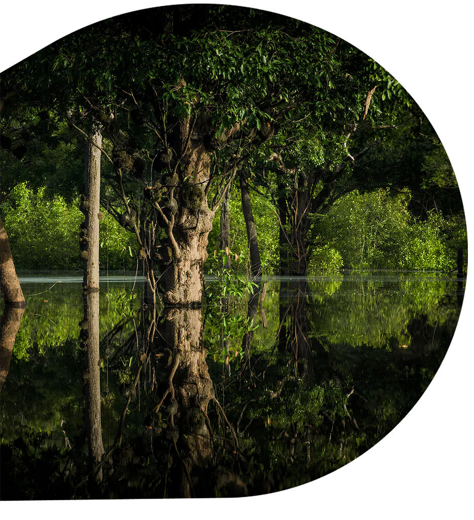 Tall tree surrounded by dense vegetation reflected in calm, dark water.