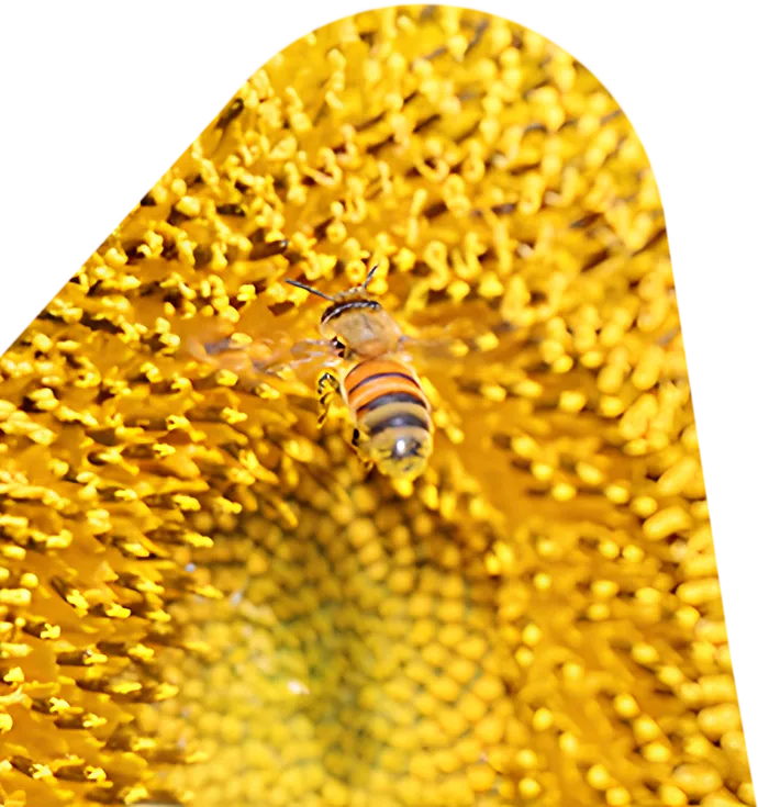 Bee collecting pollen from a yellow sunflower flower.
