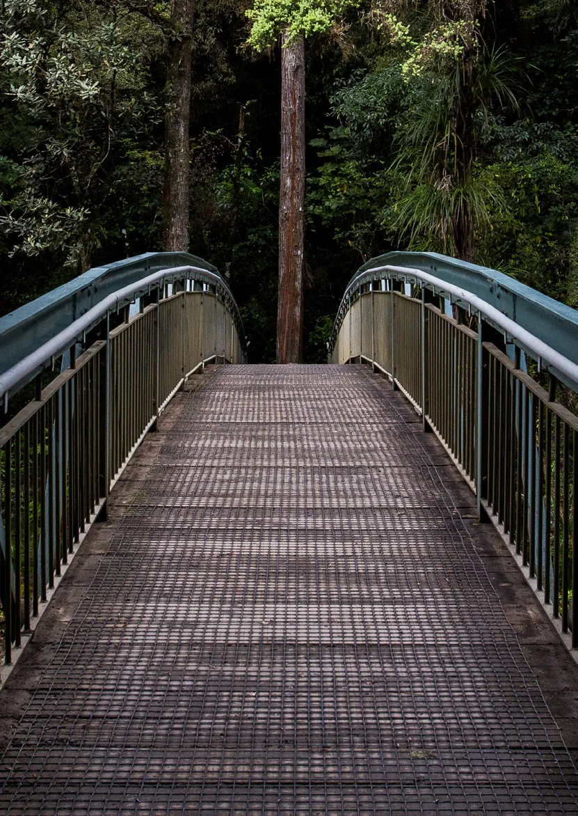 Metal bridge with blue handrails surrounded by dense vegetation with tall trees.