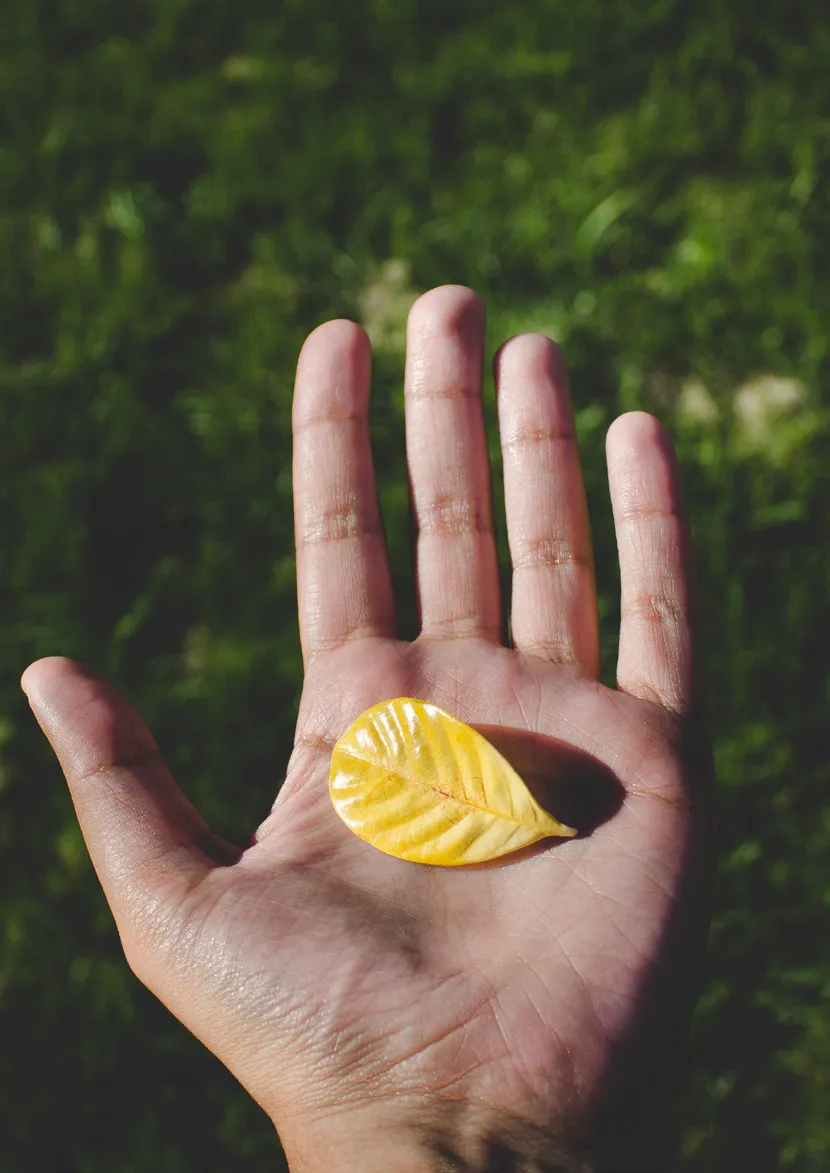Open hand holding a small yellow leaf with a blurred green grass background.