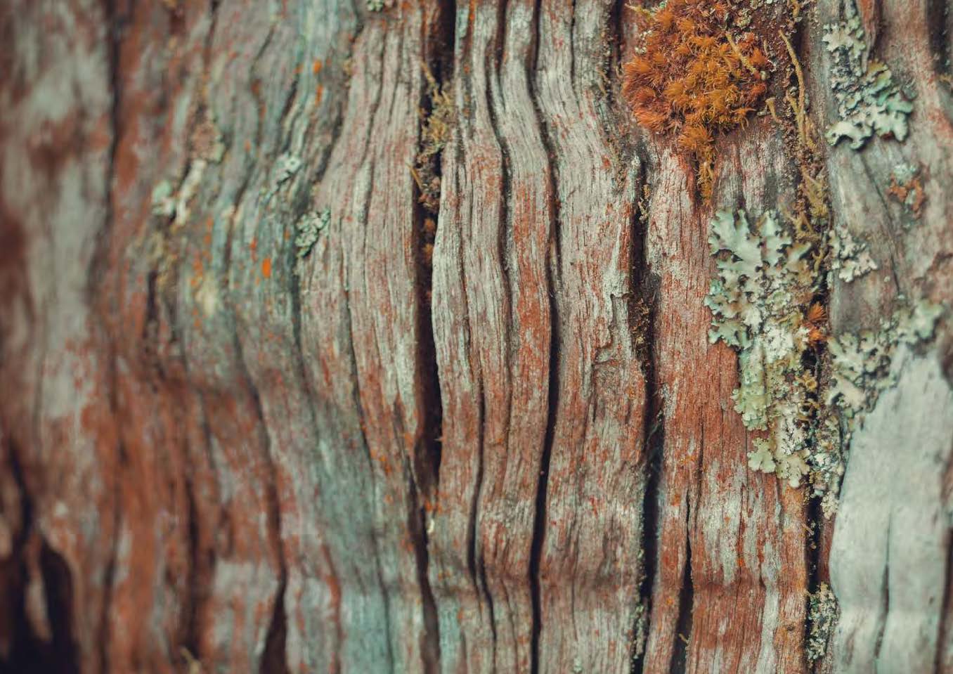 Close-up texture of tree bark with orange moss and green lichens.