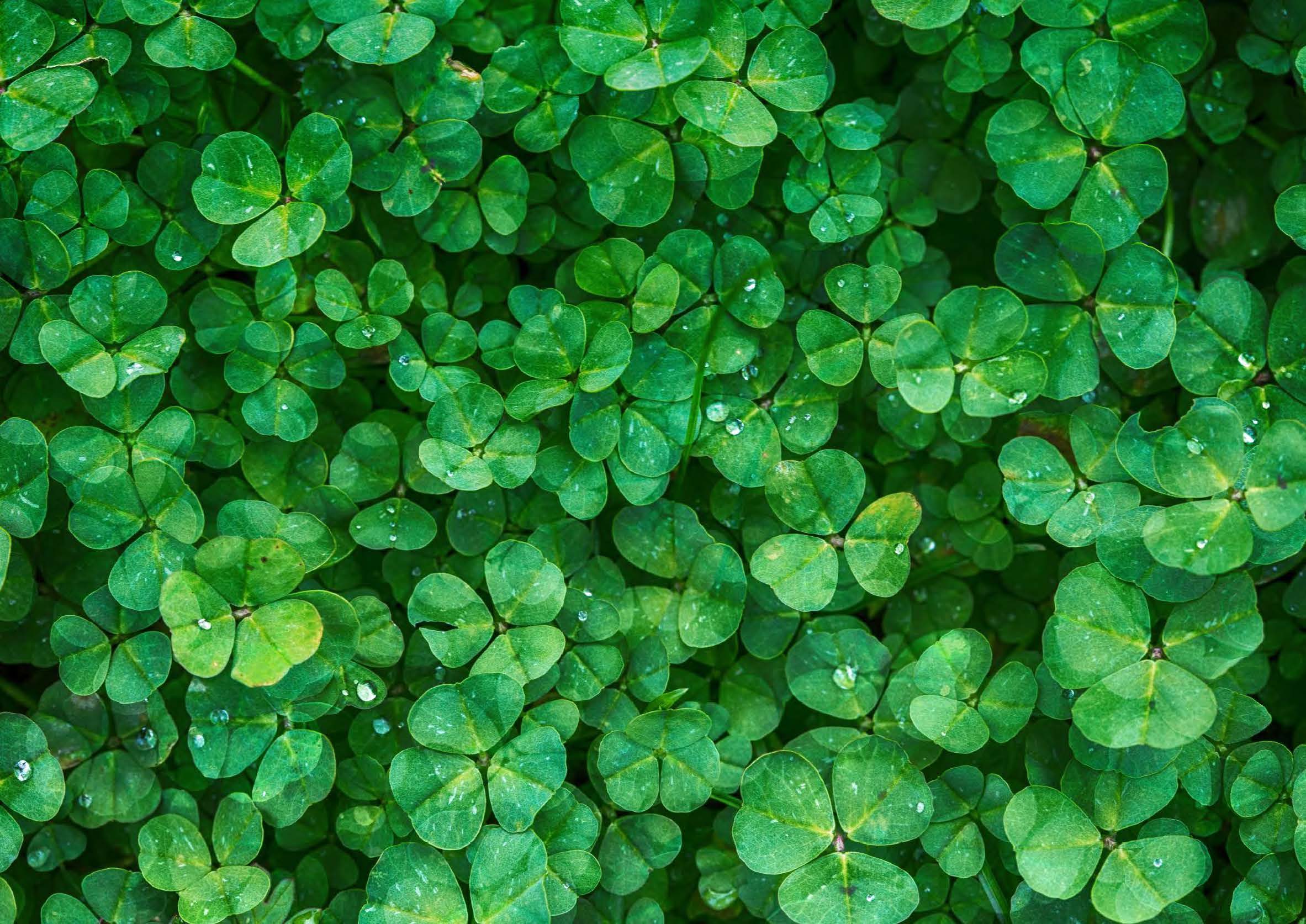 Green clover leaves with dewdrops covering the ground.