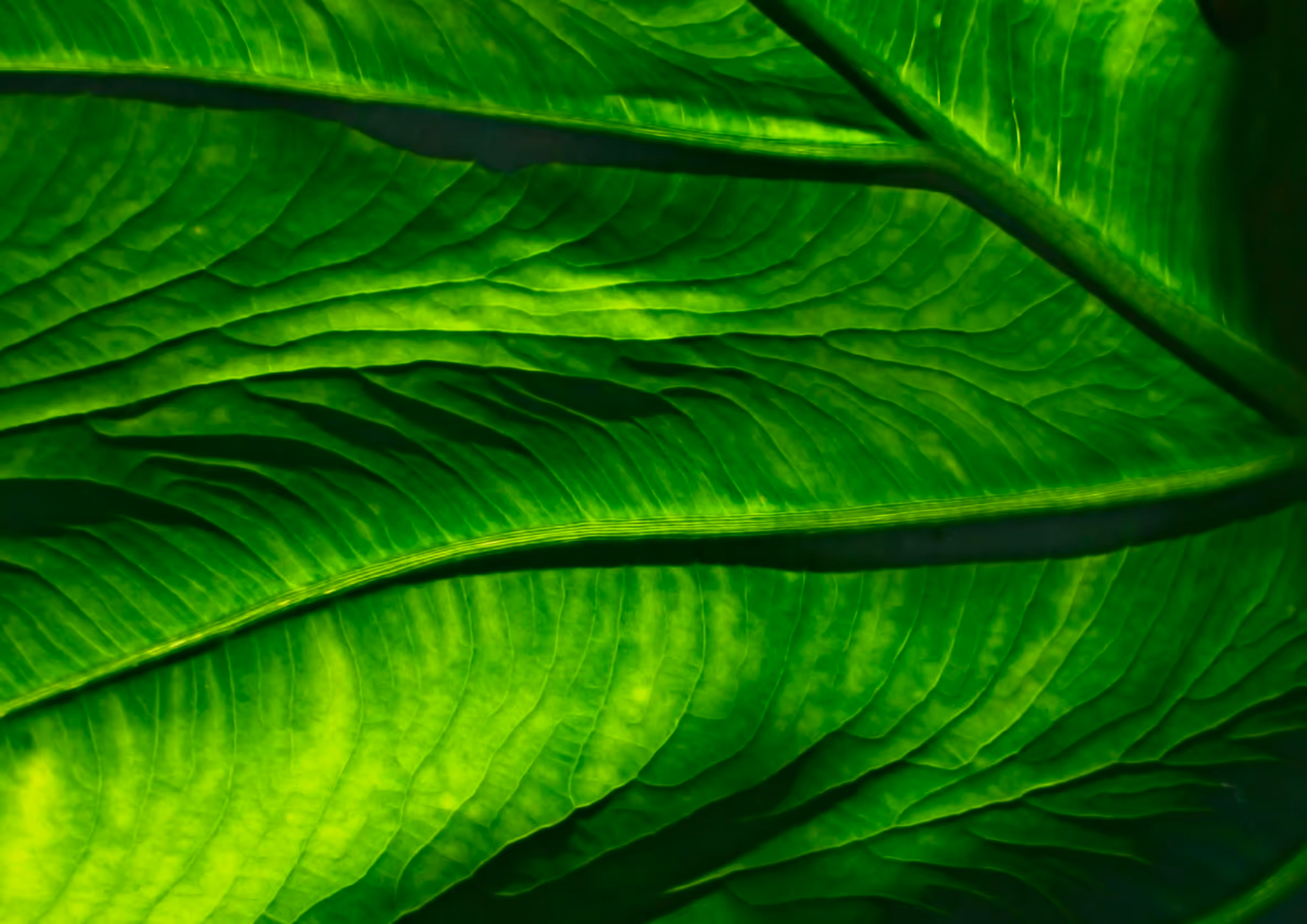 Close-up of green leaf with detailed veins and vibrant texture.