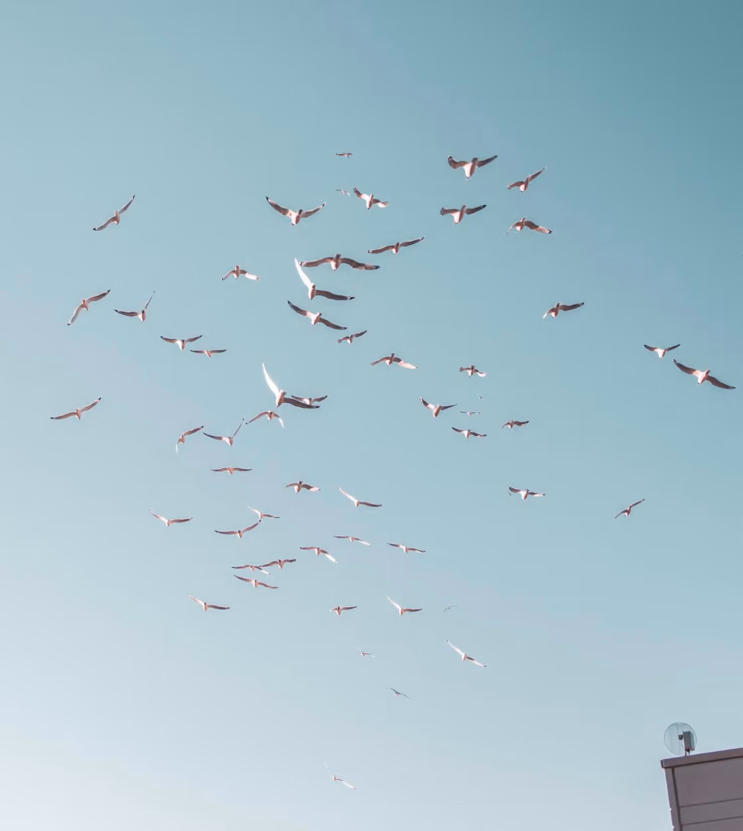 Group of seagulls flying in a clear sky above a building with a satellite dish.