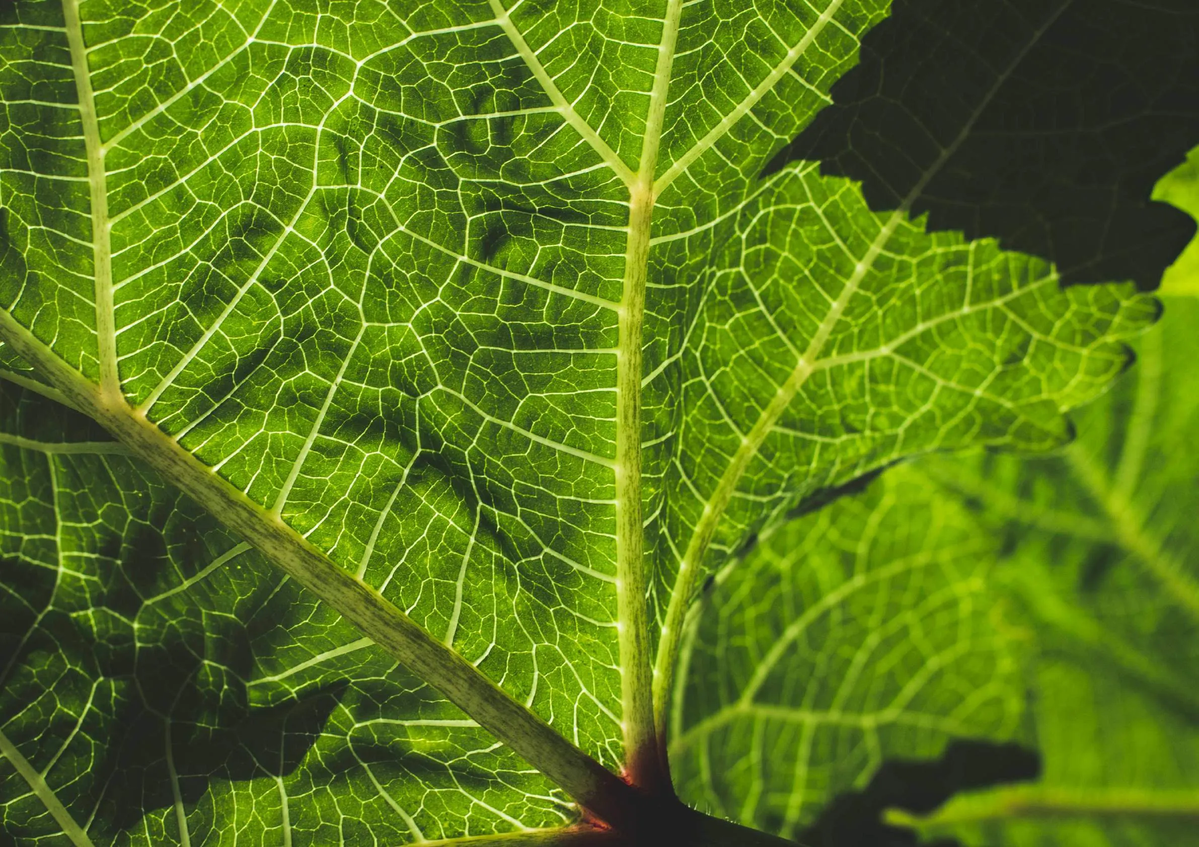 Detalhe macro de uma folha verde mostrando suas veias claramente iluminadas pela luz.