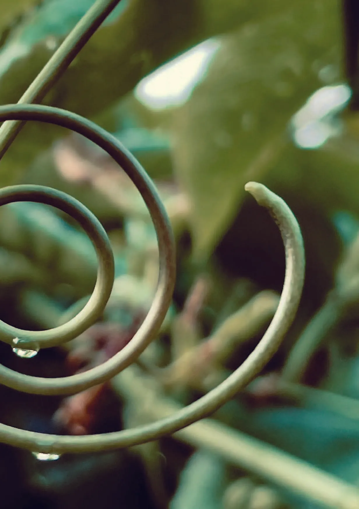 Close-up de uma planta com caules finos e espiralados e gotas de água penduradas.