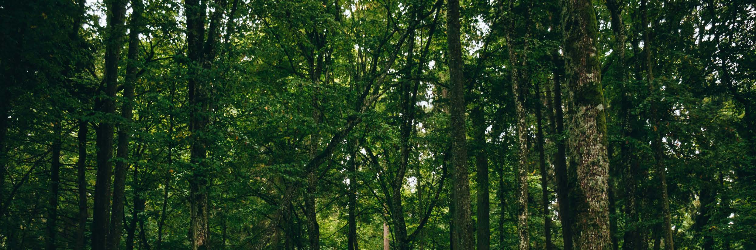Vista de floresta densa com várias árvores altas cobertas de folhas verdes.
