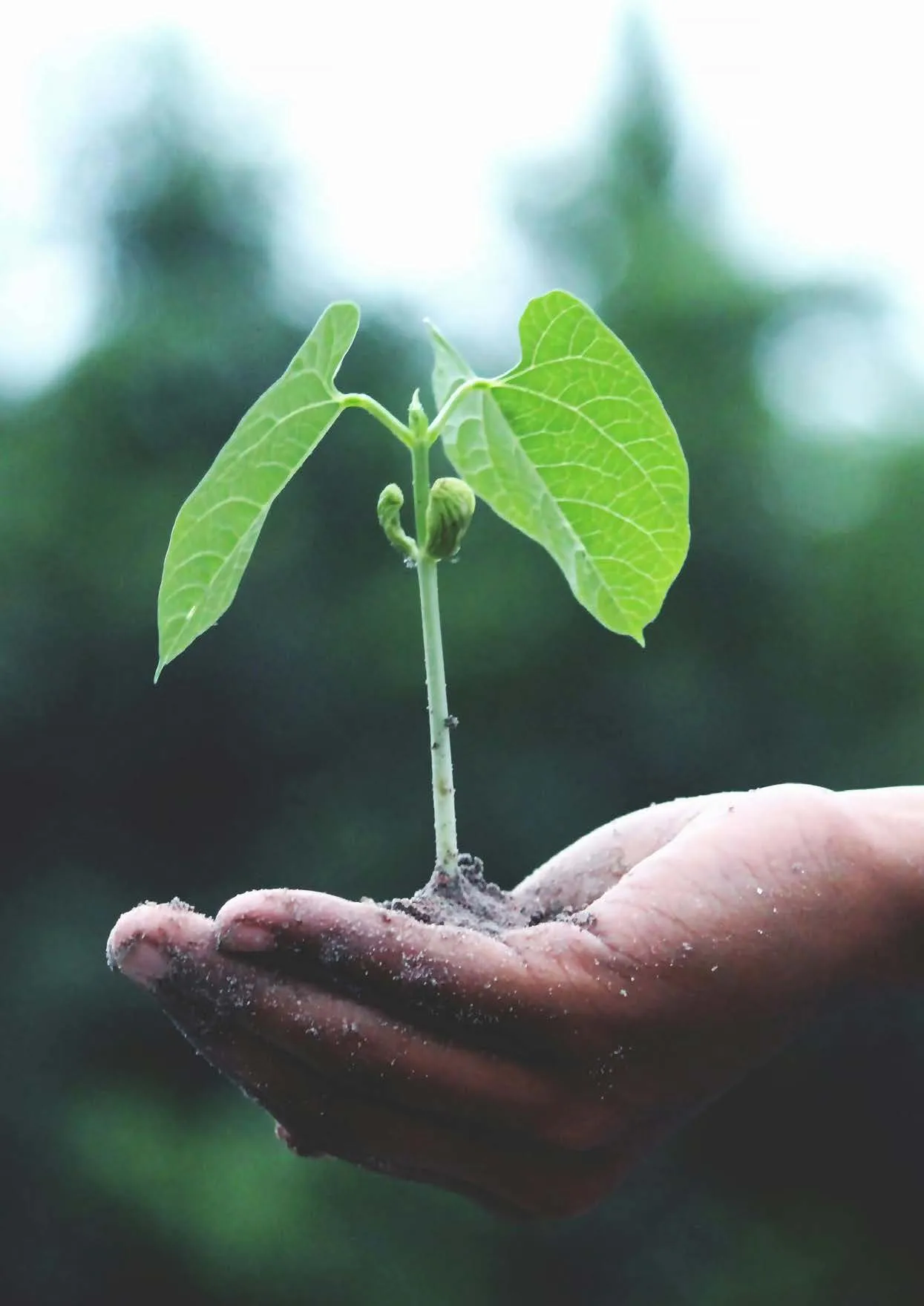 Mão segurando uma pequena muda de planta com folhas verdes, com fundo desfocado de vegetação.