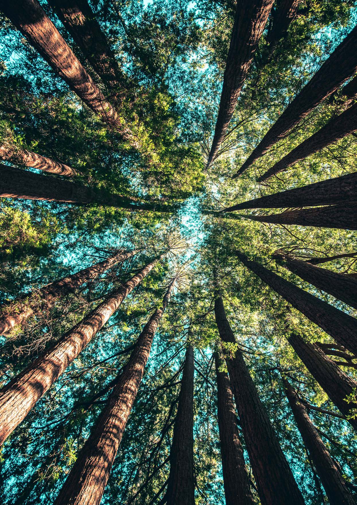 Vista para cima de uma floresta com árvores altas e copas verdes contra o céu azul.