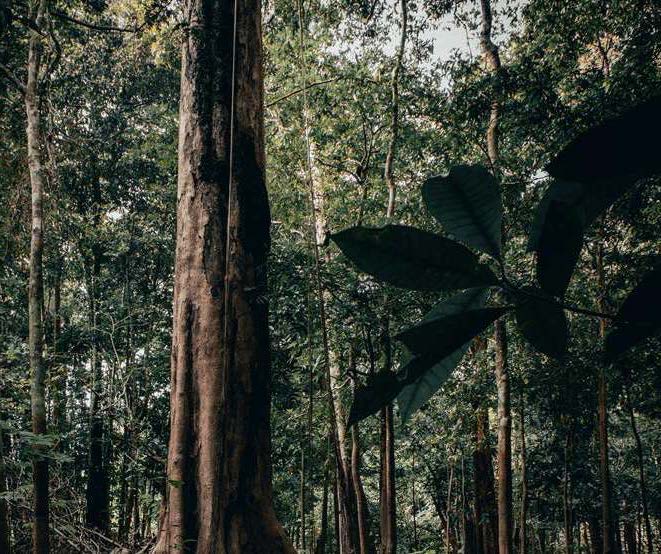 Floresta com árvores altas e folhas verdes sob luz natural.