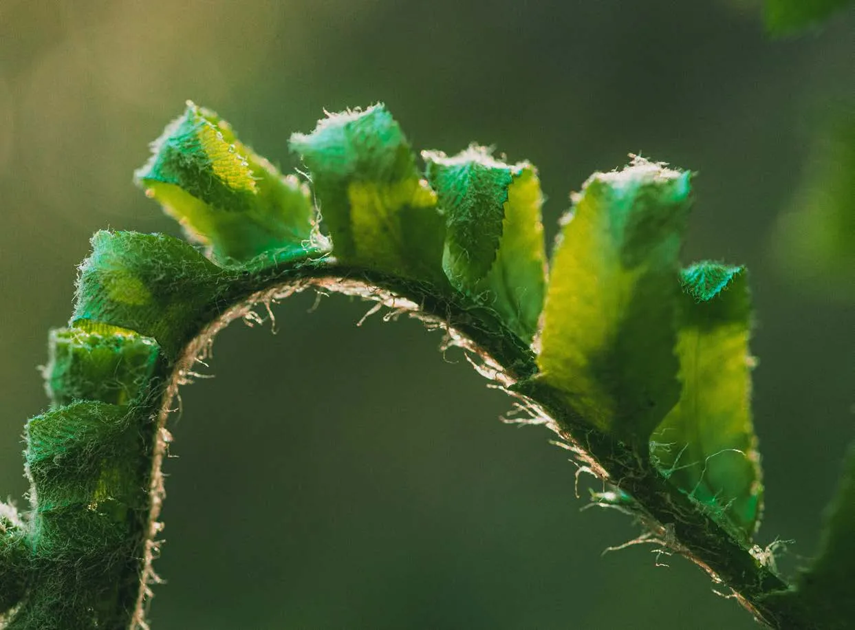 Close-up de uma folha de samambaia enrolada com detalhes visíveis dos pelos finos na superfície verde da planta.