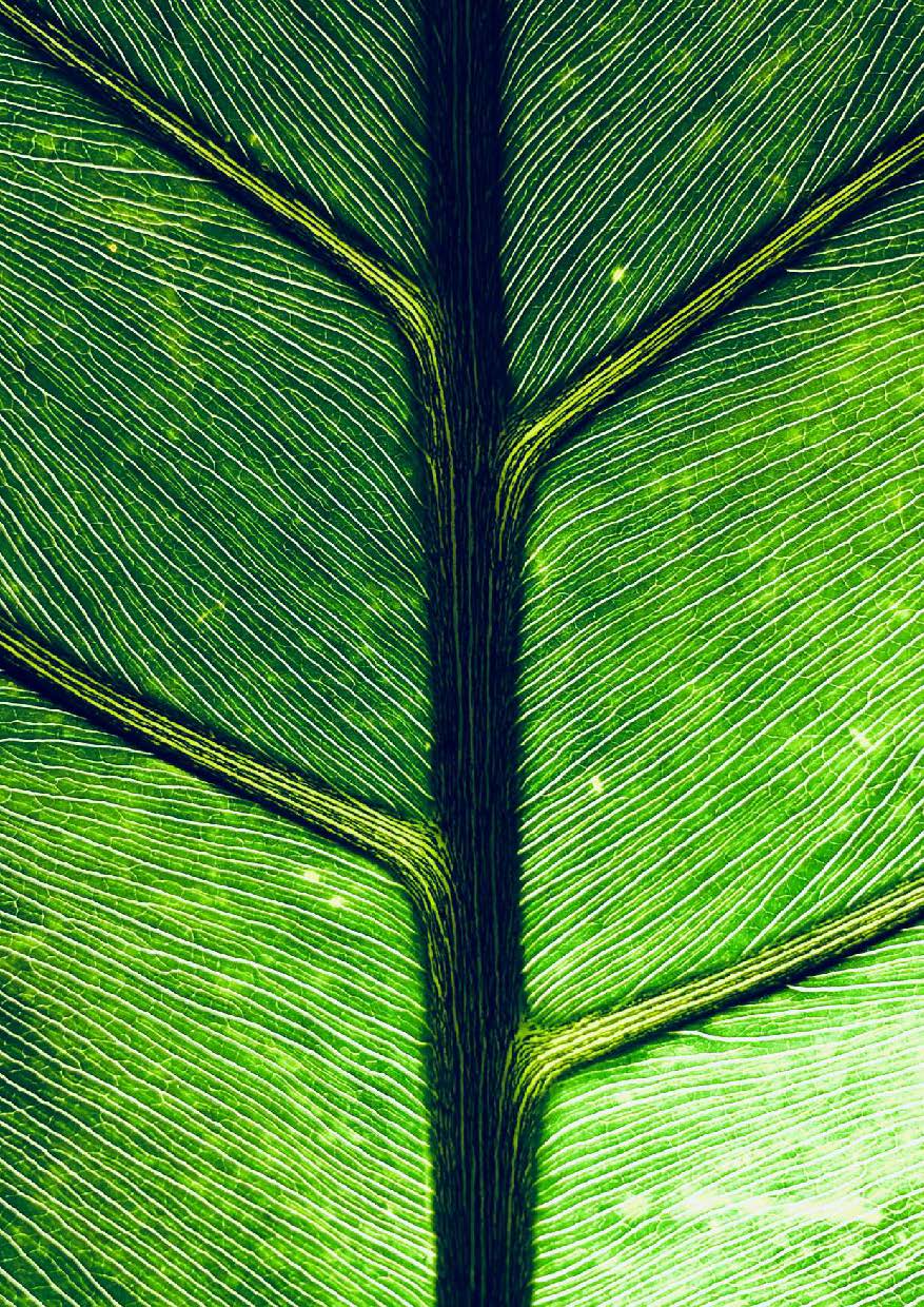Close-up detalhado da nervura verde e texturada de uma folha.