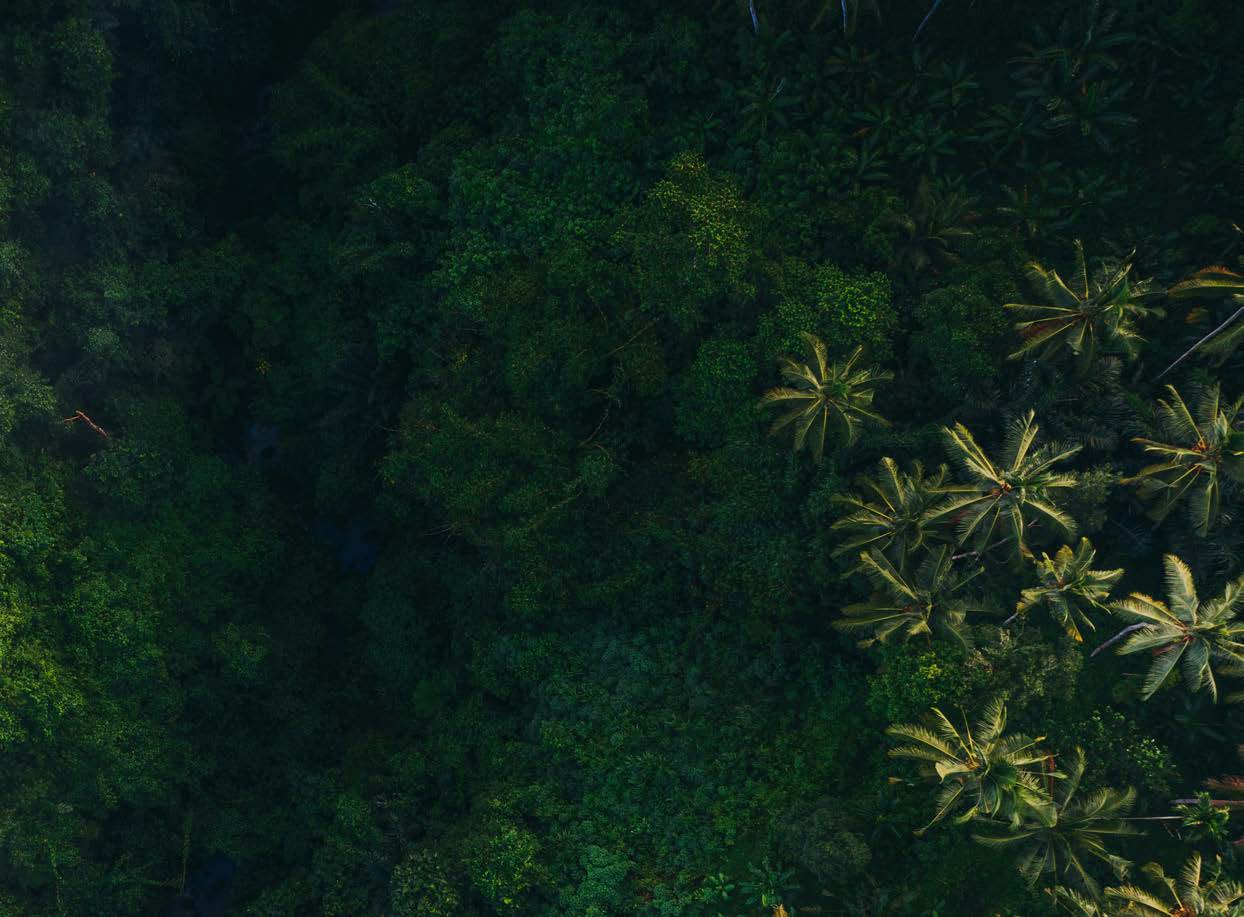 Vista aérea de uma densa floresta tropical com várias copas de árvores e plantas tropicais, incluindo palmeiras.