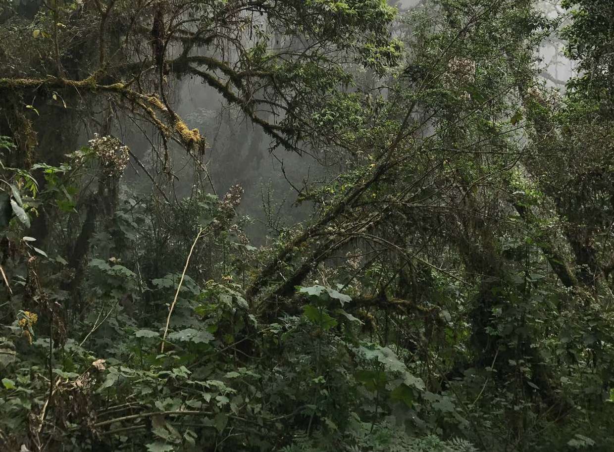 Floresta densa com musgo cobrindo galhos de árvores e vegetação abundante sob neblina.