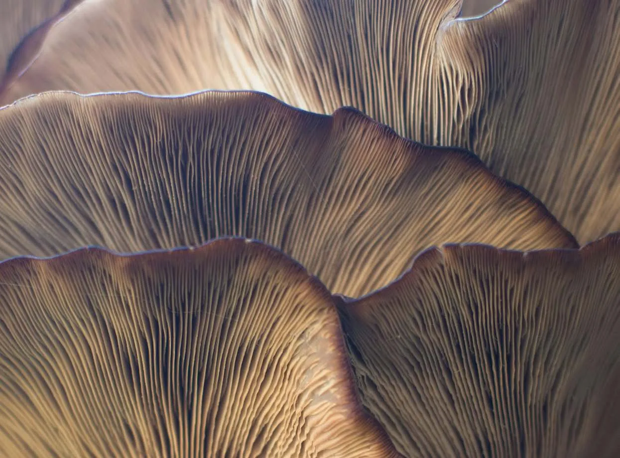 Close-up das lâminas onduladas de cogumelos com detalhes de texturas e sombras.