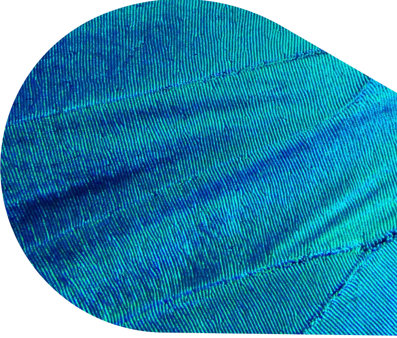 Detailed close up of a blue butterfly wing showing fine patterns and textures.