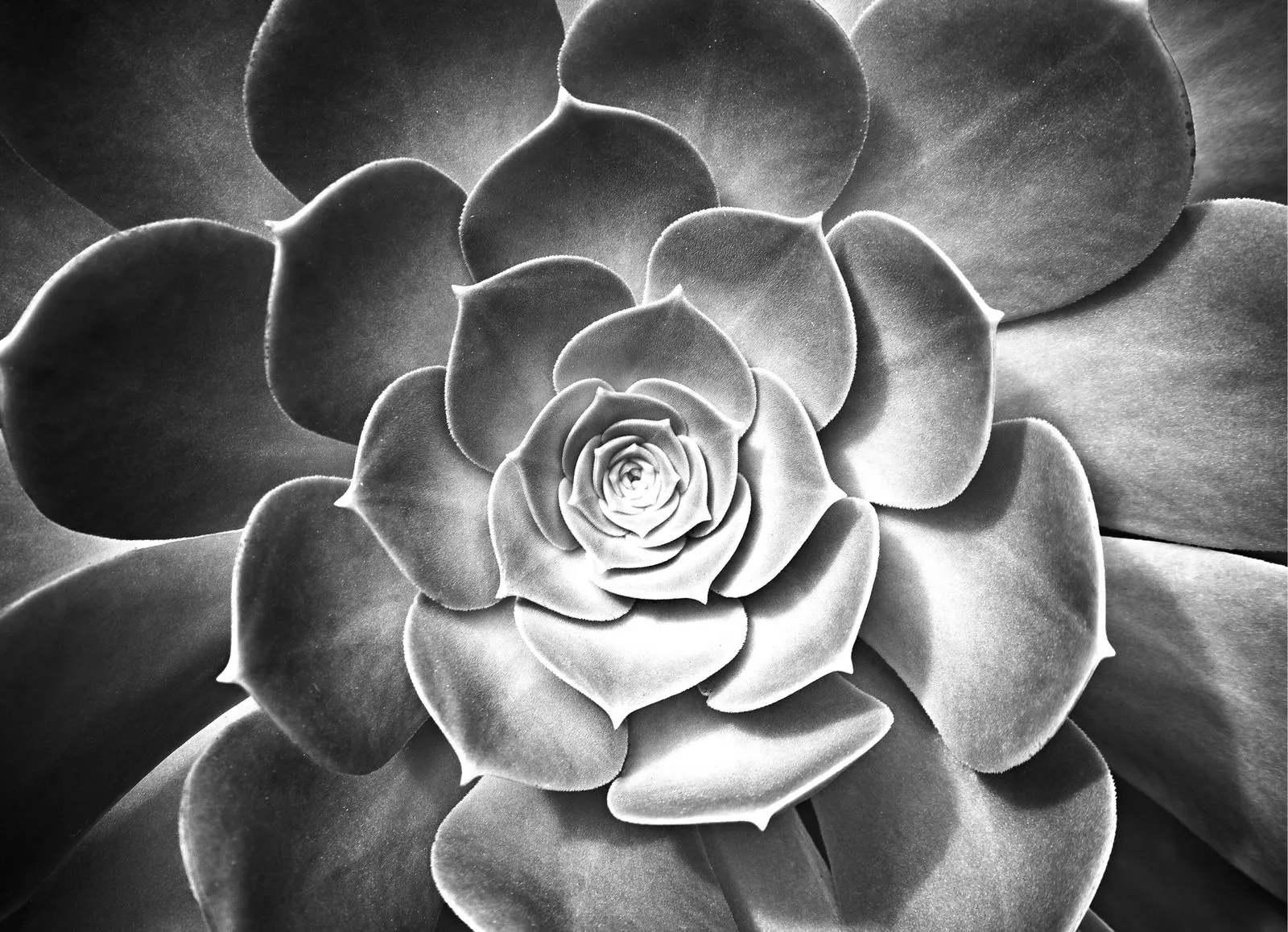 Close-up black and white image of a rosette-shaped succulent plant with layered, rounded leaves.