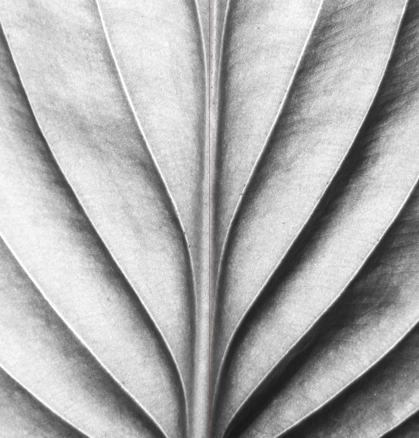 Close-up of a symmetrical leaf showing detailed veins and texture in black and white.