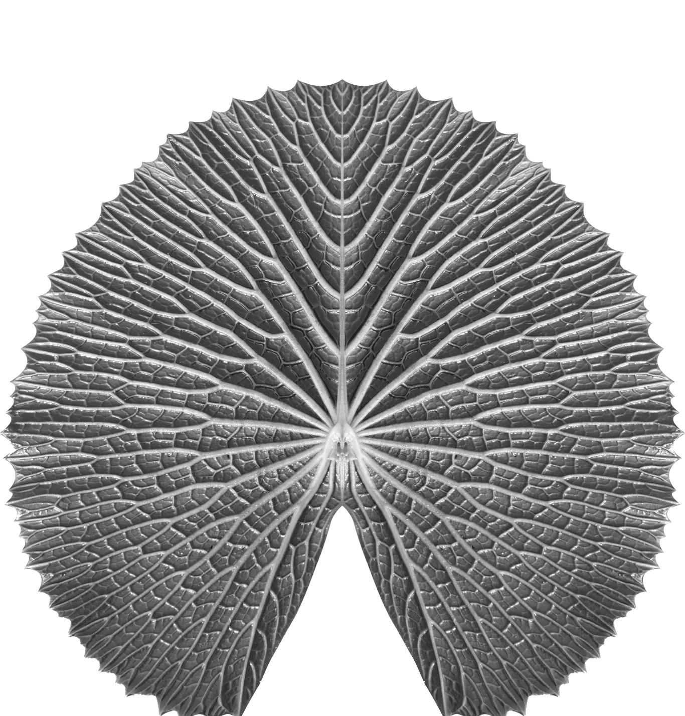 Close-up of a round leaf with detailed vein patterns and a cutout at the bottom center.