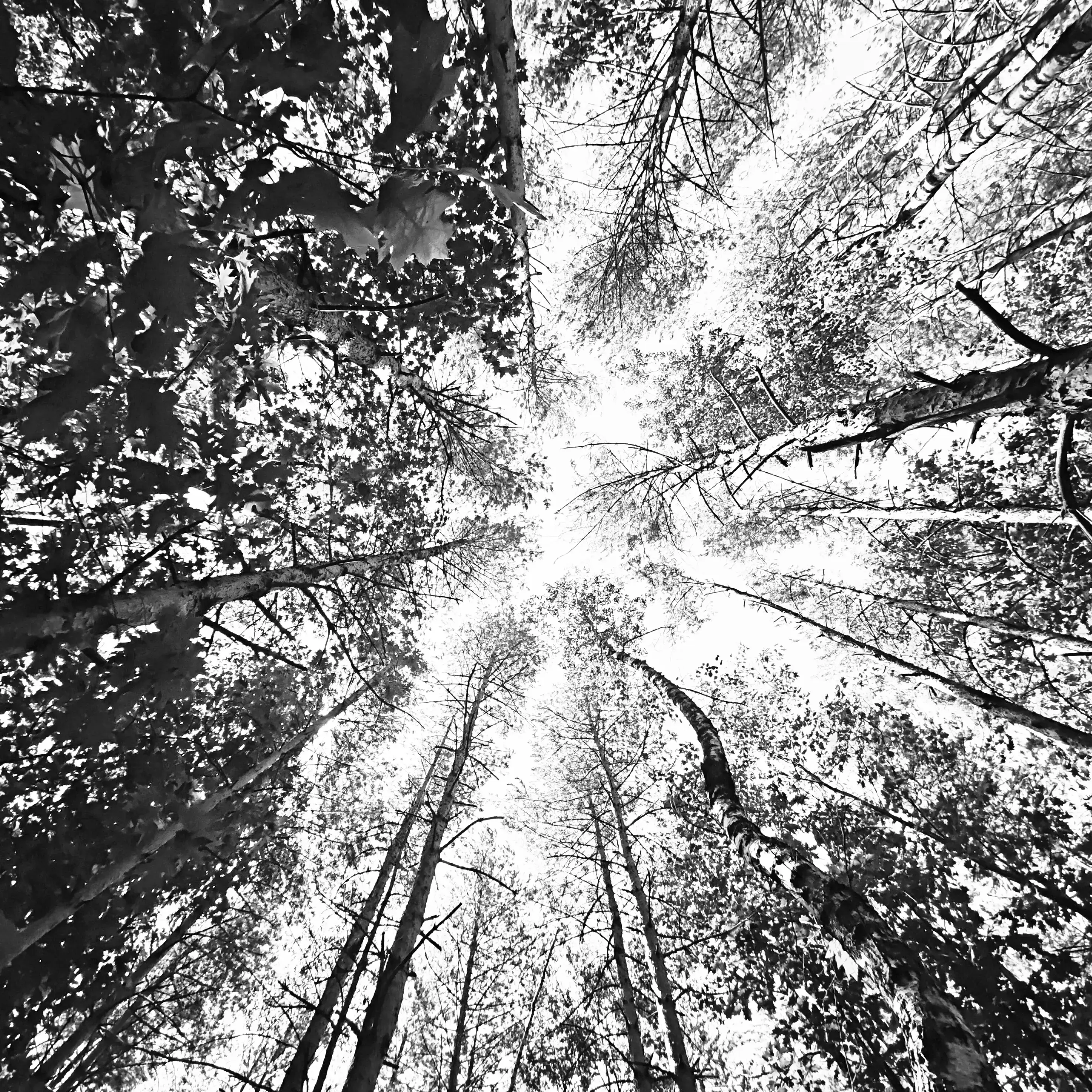 Black and white photo looking up at tall trees with dense foliage forming a canopy.
