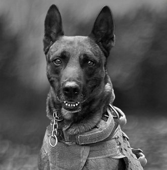 K9 Rudy, End of Watch April 14, 2023, Riverside Sheriffs' Association