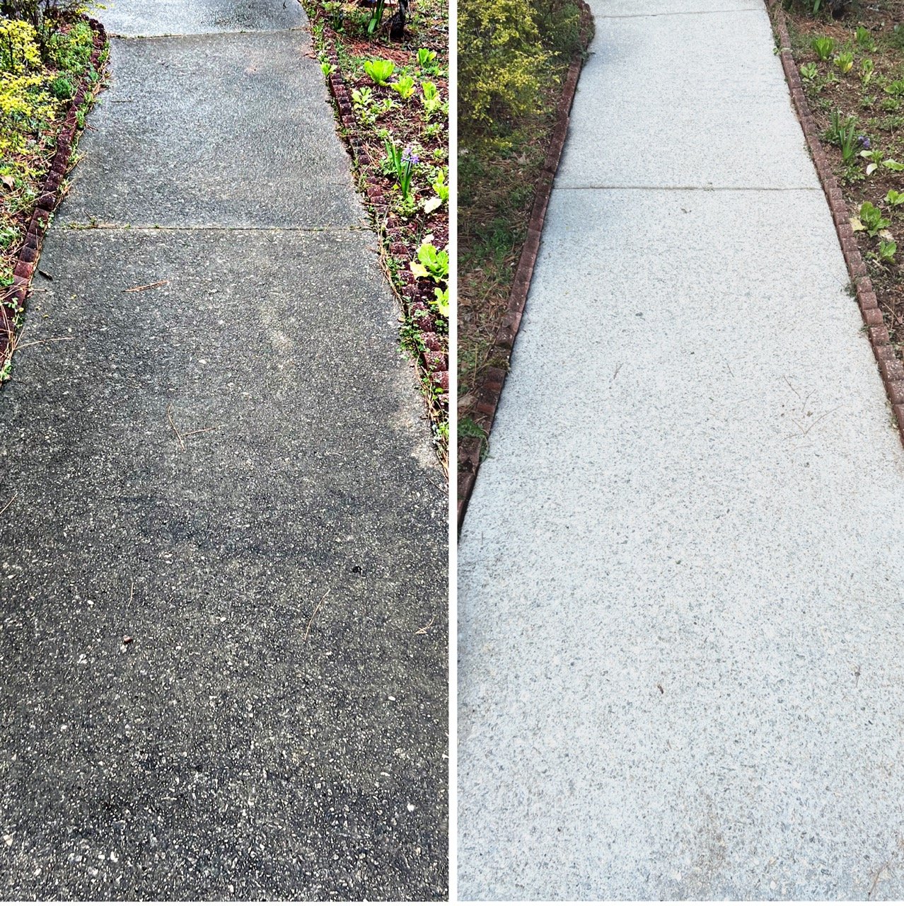 Side-by-side comparison of a dirty, dark concrete walkway on the left and a clean, light-colored concrete walkway on the right, both bordered by garden beds with plants.