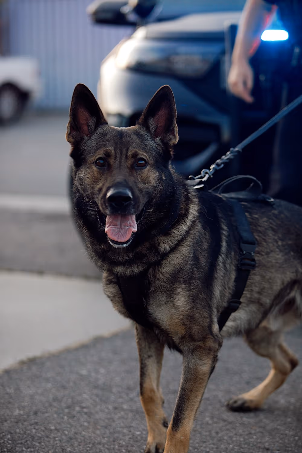 German Shepherd dog on leash standing on pavement with a vehicle and person in the background.