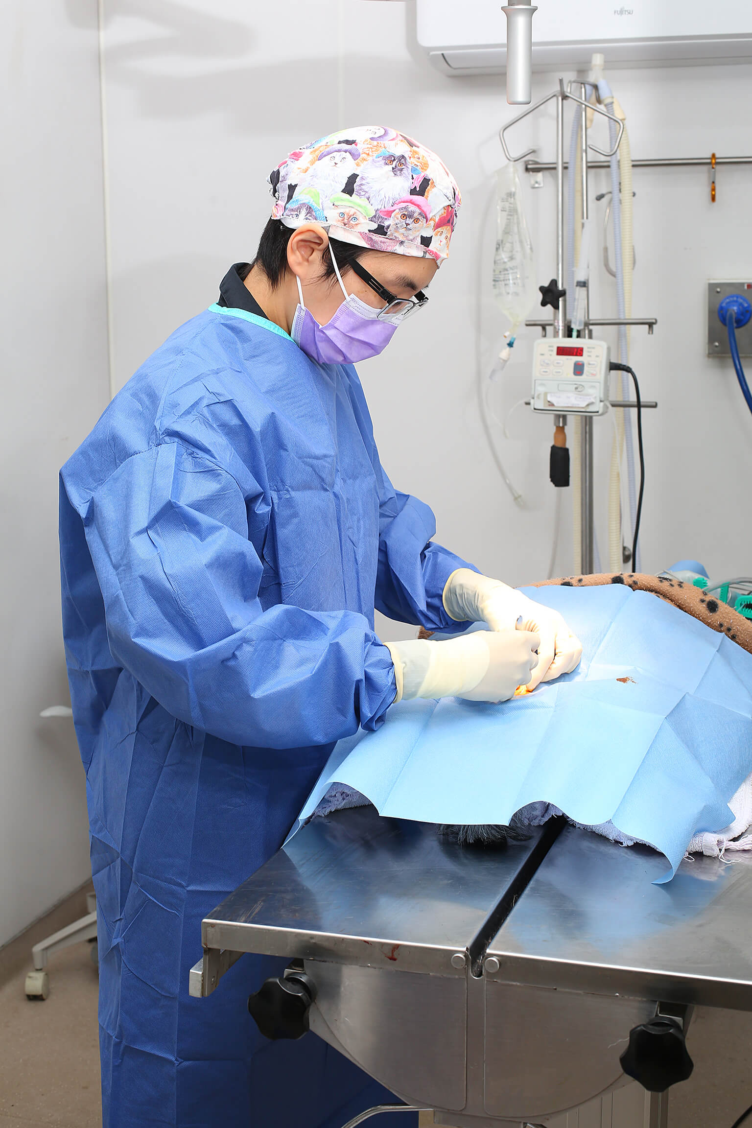 Veterinarian in a blue gown and cat-print surgical cap performing surgery on an animal covered with a blue sterile drape.
