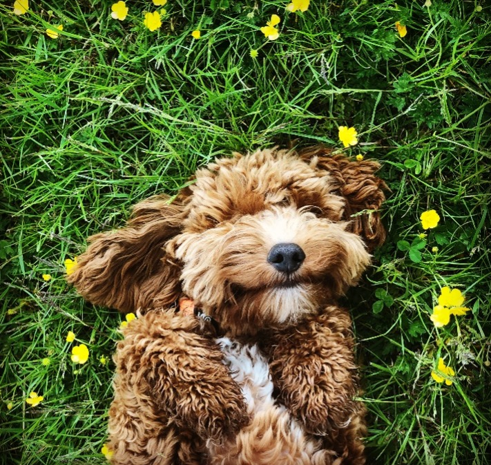 Can dogs get hay fever? Yes!!