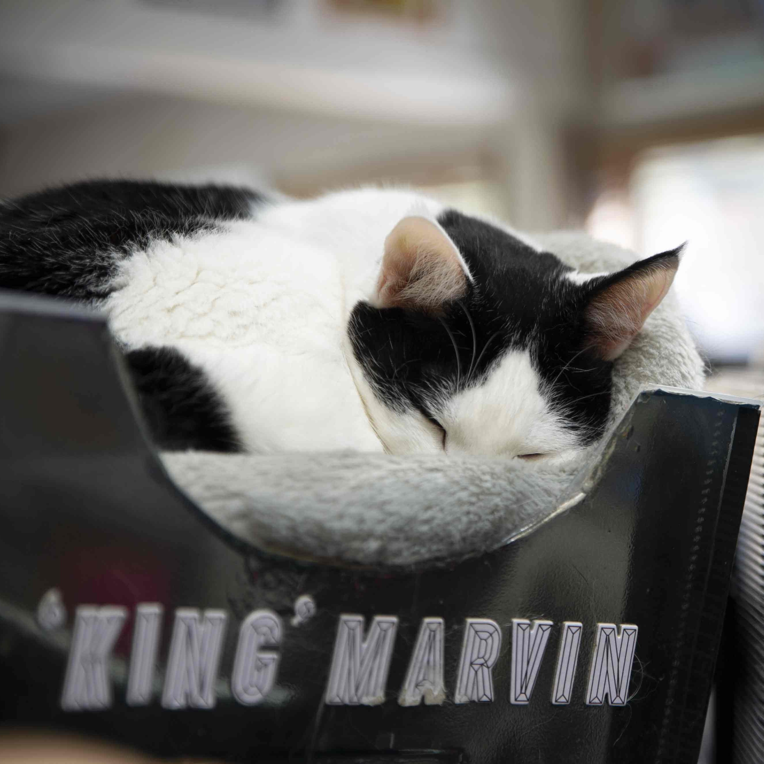 10 Tips for Making Vet Visits Stress-Free for You and Your Pet 