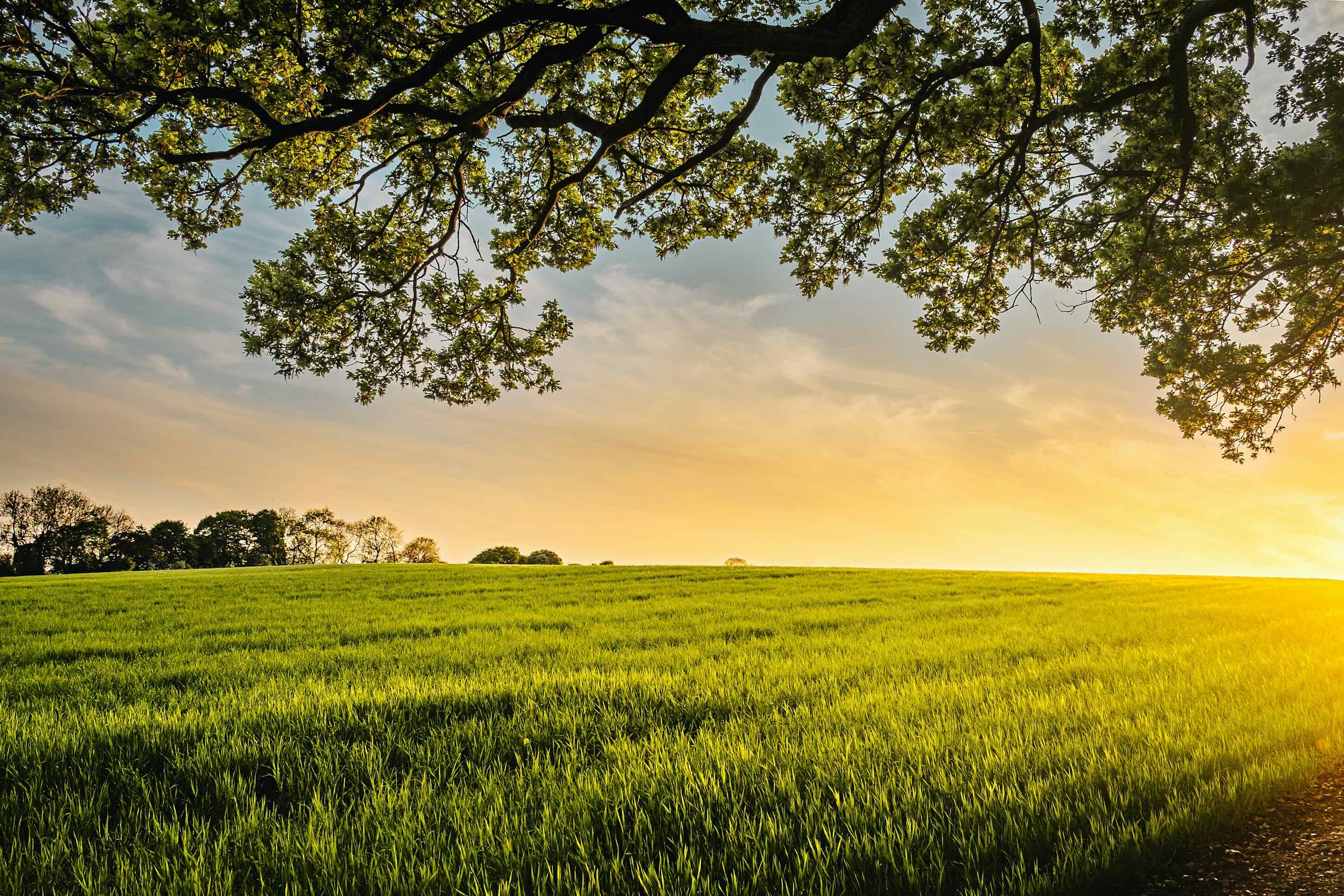 Green wheat field under a partly cloudy sky at sunset with tree branches framing the top.