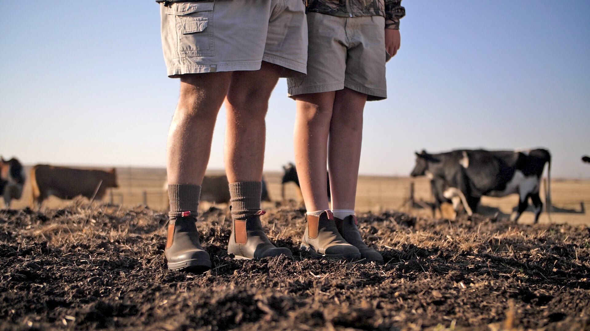 Legs of two people wearing shorts and boots standing on soil with cows grazing in the background.