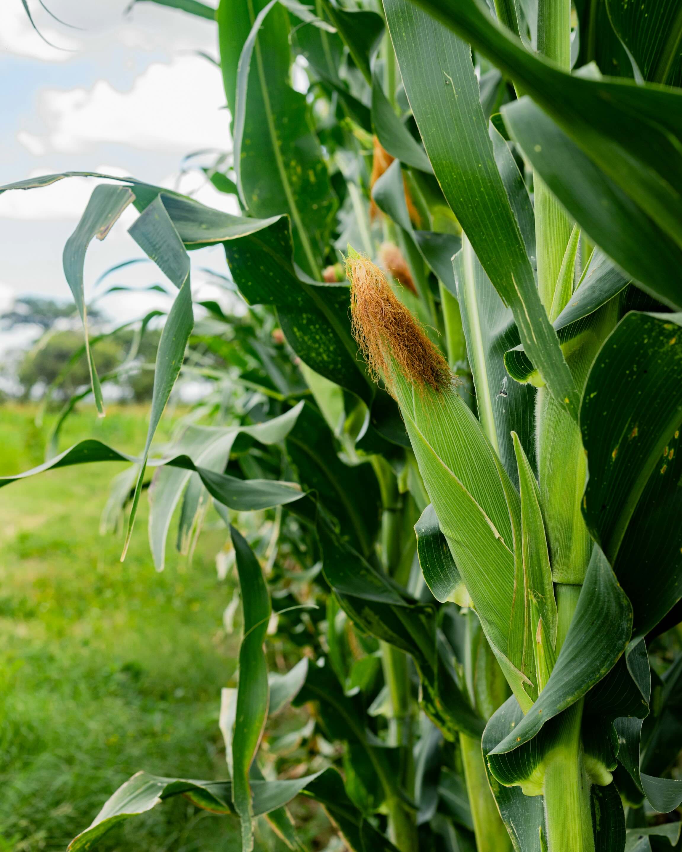 Close-up of corn plants with green leaves and developing ears of corn in a field under a partly cloudy sky.