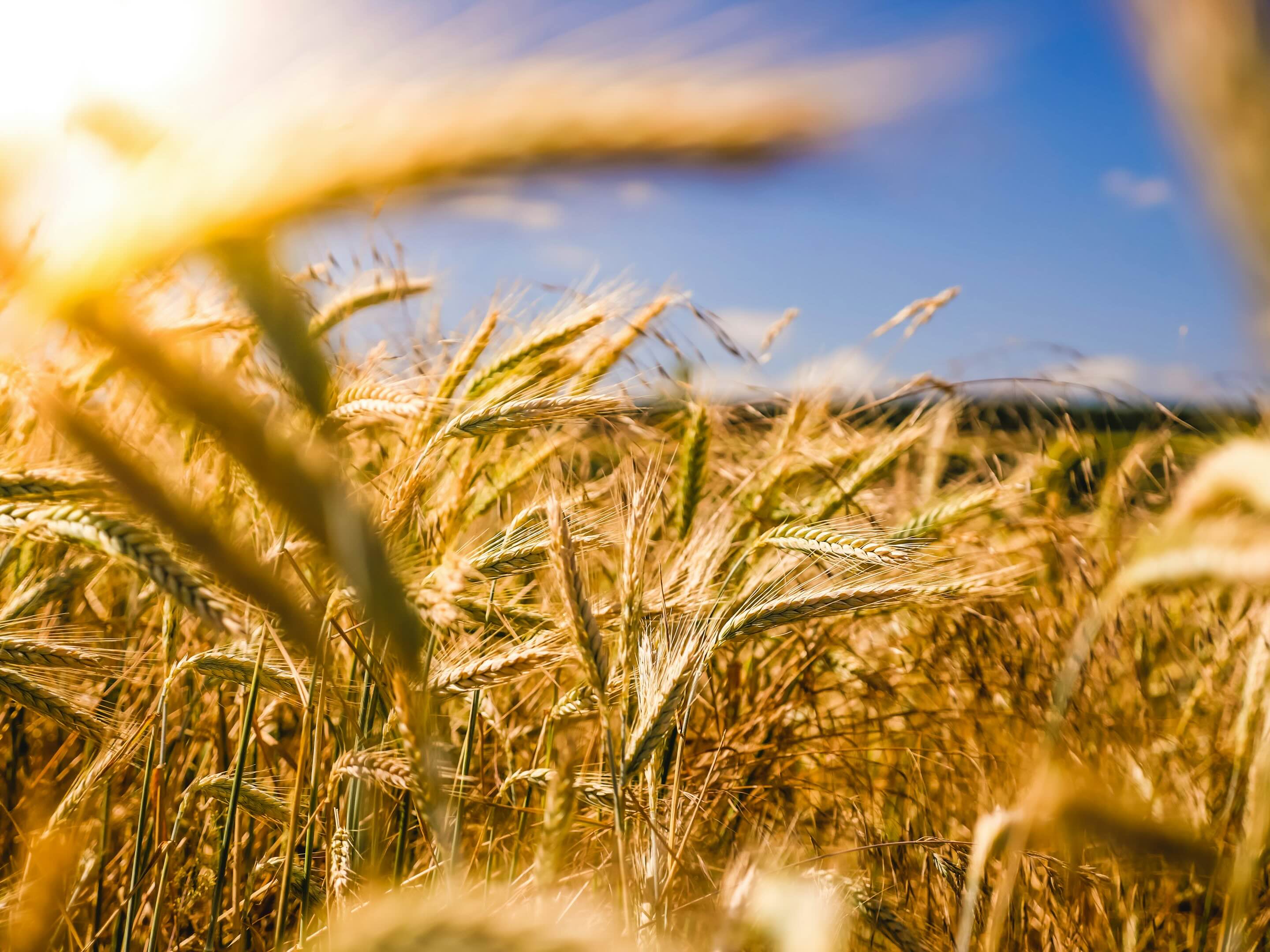 Sunlit golden wheat field with blue sky in the background.
