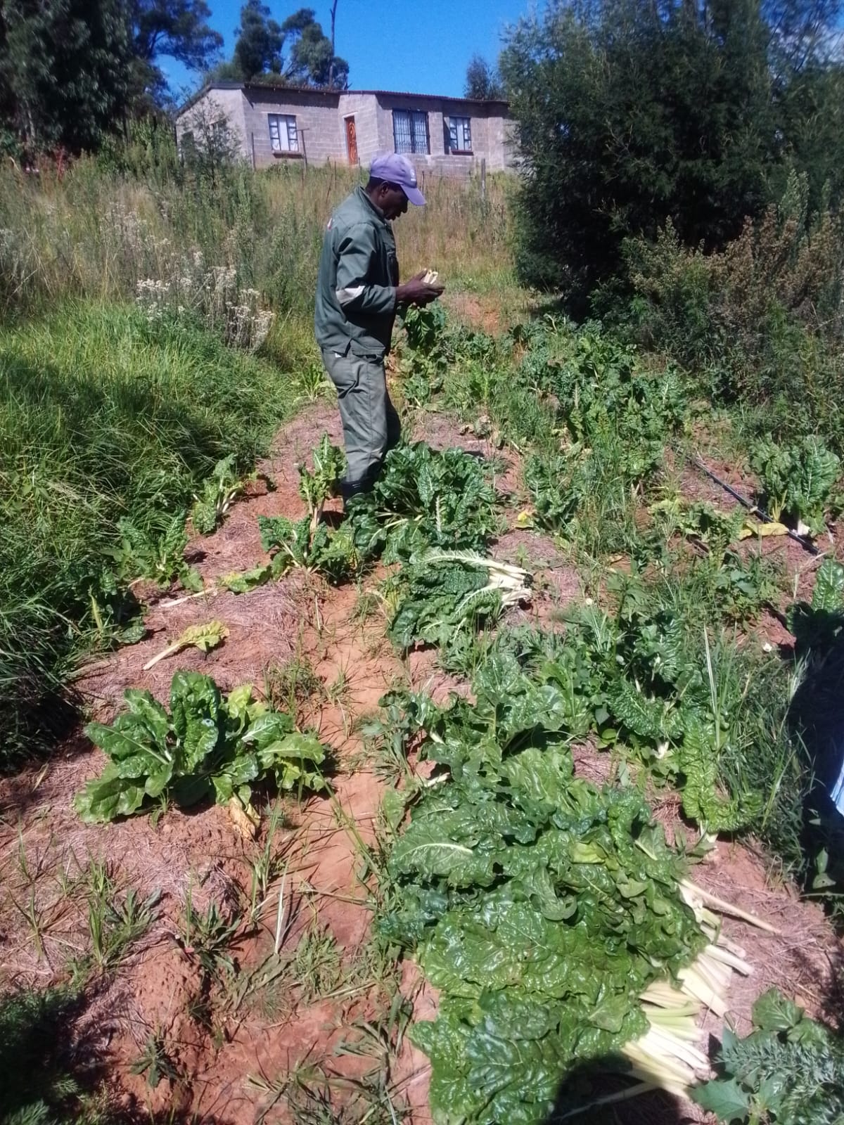 Saai, AfriForum, the Executive of the NHTKL and the Office of Morena e Moholo Montoeli Mota