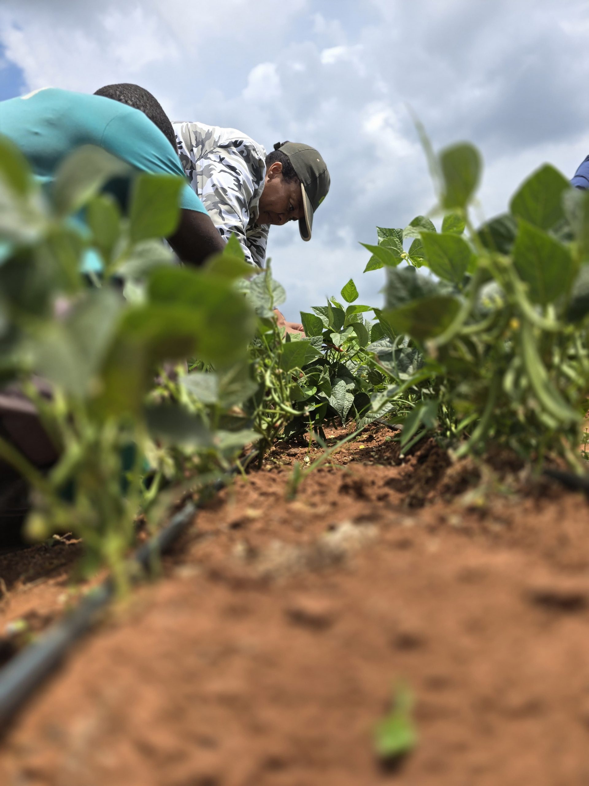 Joint Agricultural Development Project Celebrates First Harvest of 2026