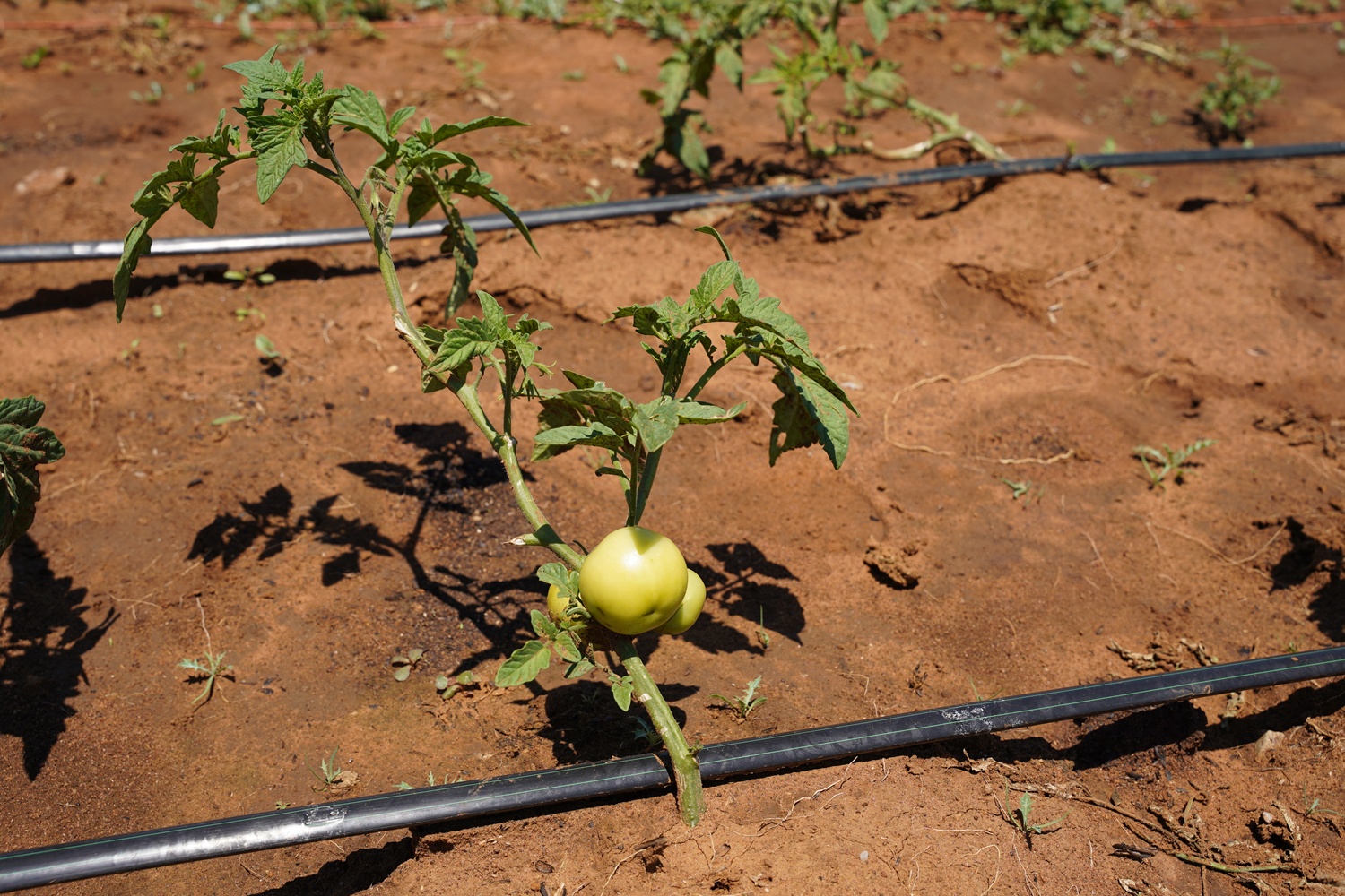 Partnership gives emerging farmer a boost on her path to commercialisation