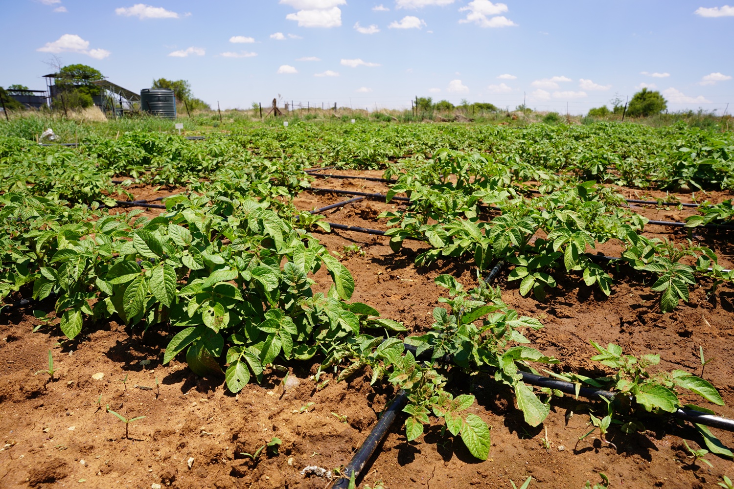 Partnership gives emerging farmer a boost on her path to commercialisation