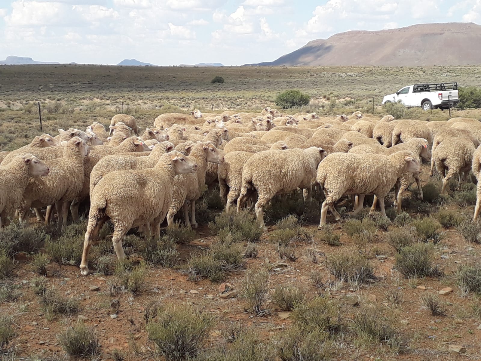 Lamb Champs announce partnership with Karoo Lamb Consortium for upcoming event in Graaff-Reinet