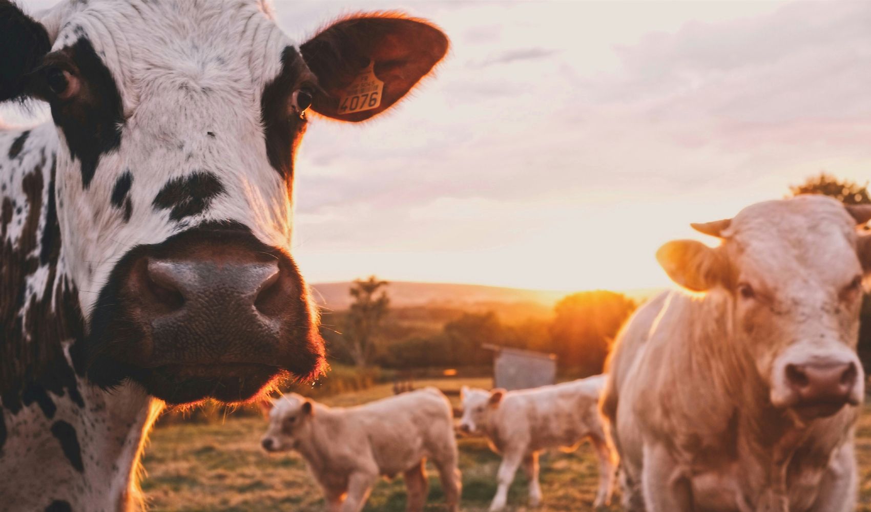 Saai condemns the ongoing issue of livestock theft and slaughter, calls for urgent action