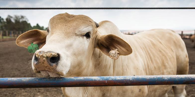 Saai doen ’n beroep op die privatisering van Onderstepoort Biologiese Produkte