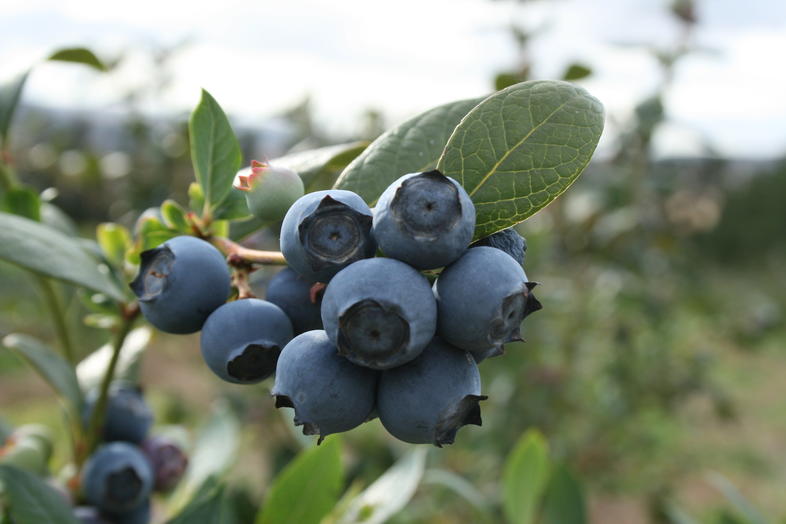 China blueberry access could boost South African exports, but implementation must benefit family farmers