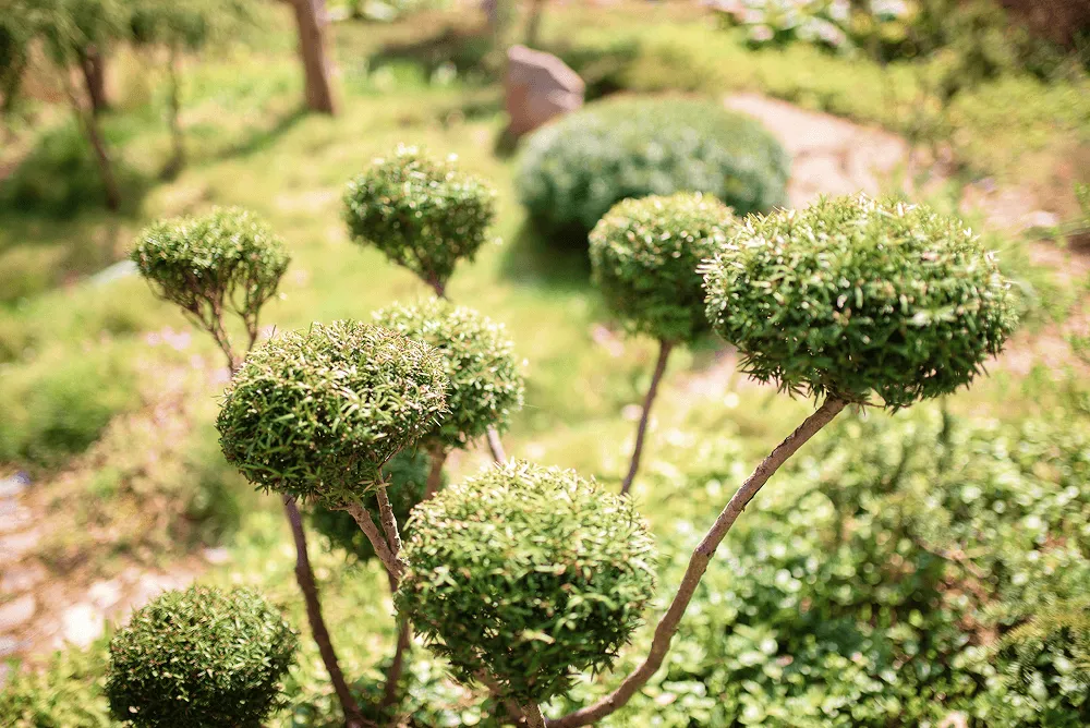 bonsai-ogrody-heller-bydgoszcz