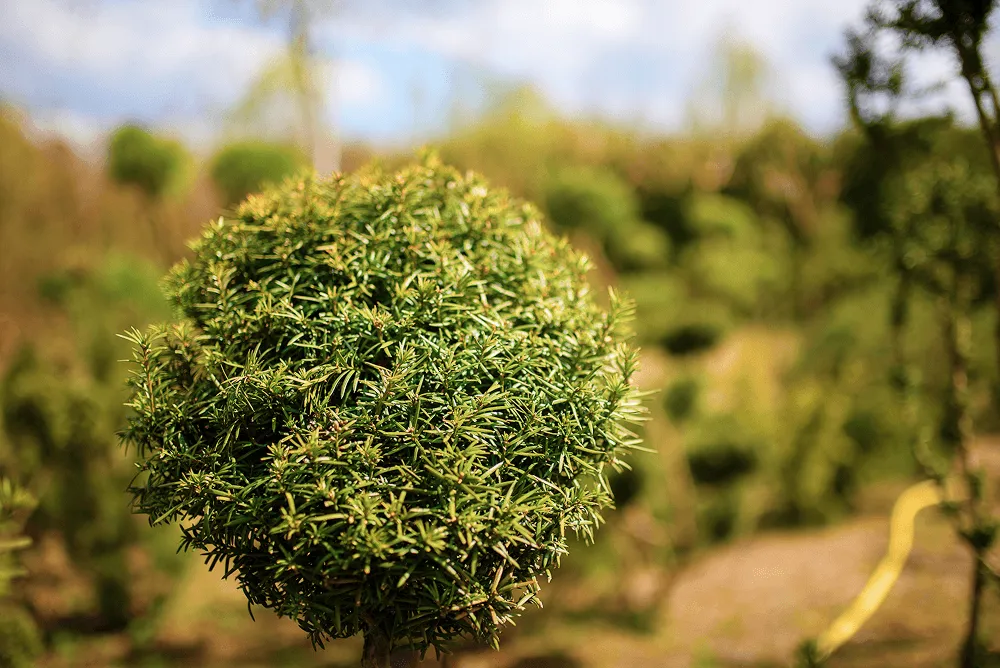 drzewko-bonsai-bydgoszcz