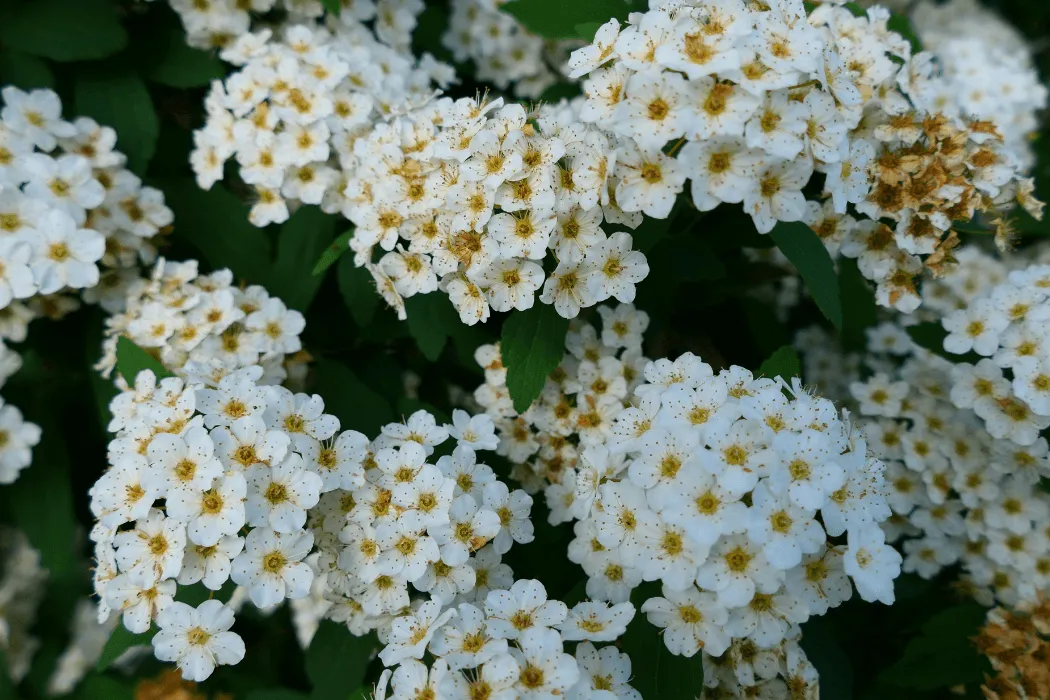krzewy-kwitnoace-wiosna-hellerowka